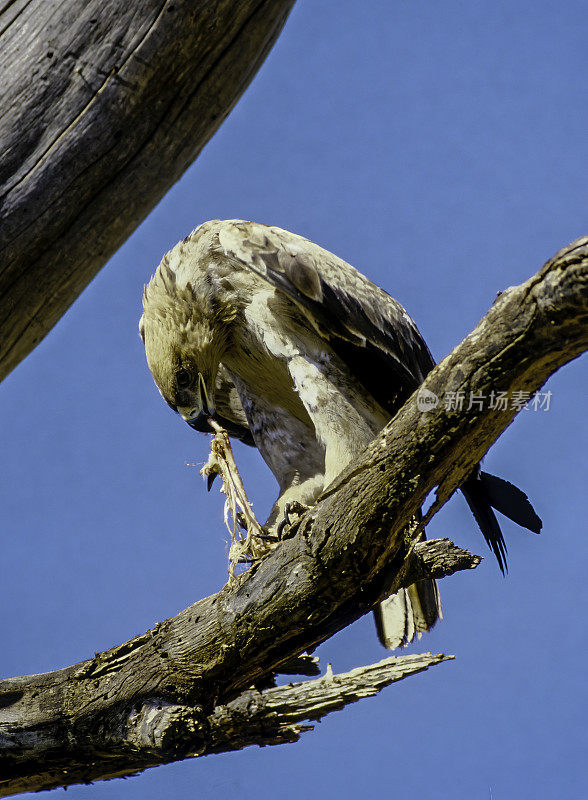 黄鹰(Aquila rapax)是一种大型猛禽。像所有的鹰一样，它属于鹰科。它的腿上有厚厚的羽毛，说明它是鹰嘴鸟亚科的一员。肯尼亚马赛马拉国家保护区。吃东西。